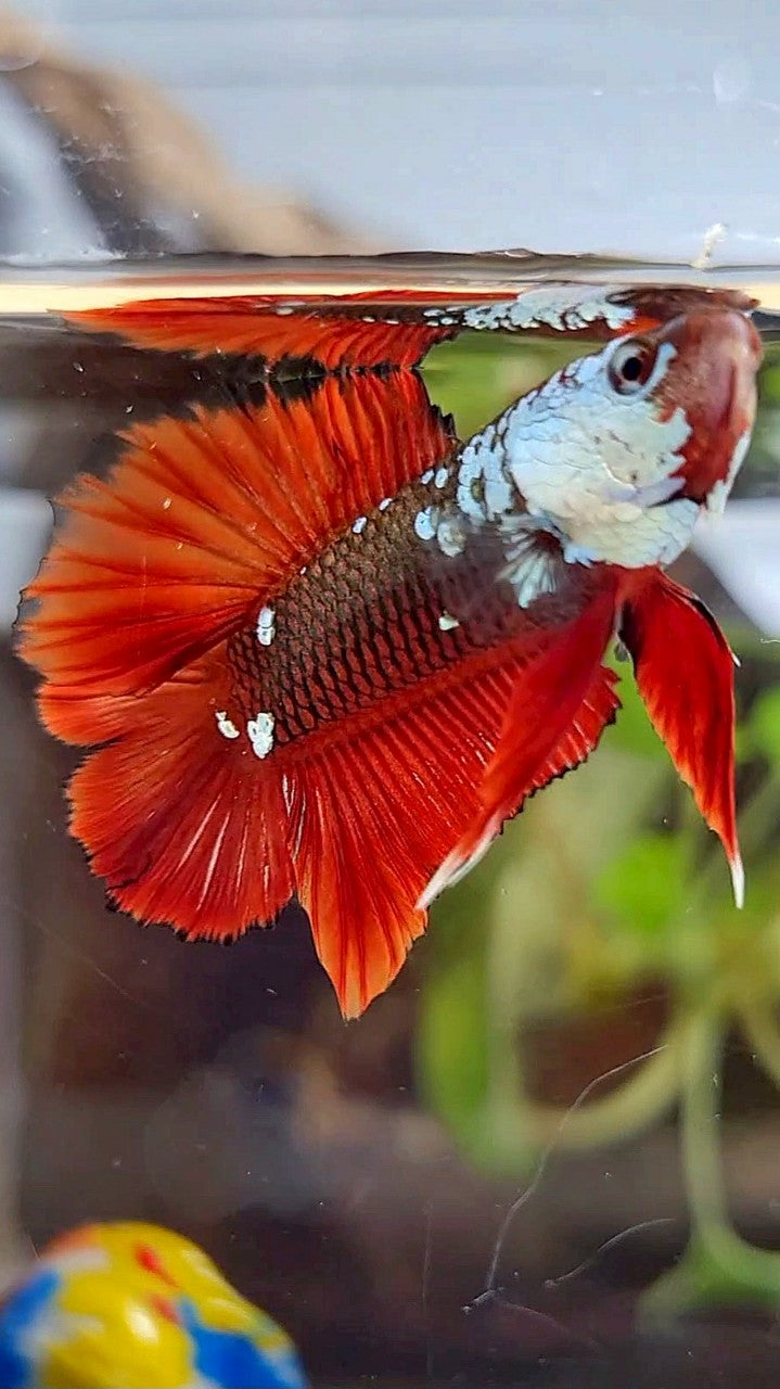 PLAKAT DOUBLE TAIL BLACK MAMBA SNOW MASKING RED BETTA FISH