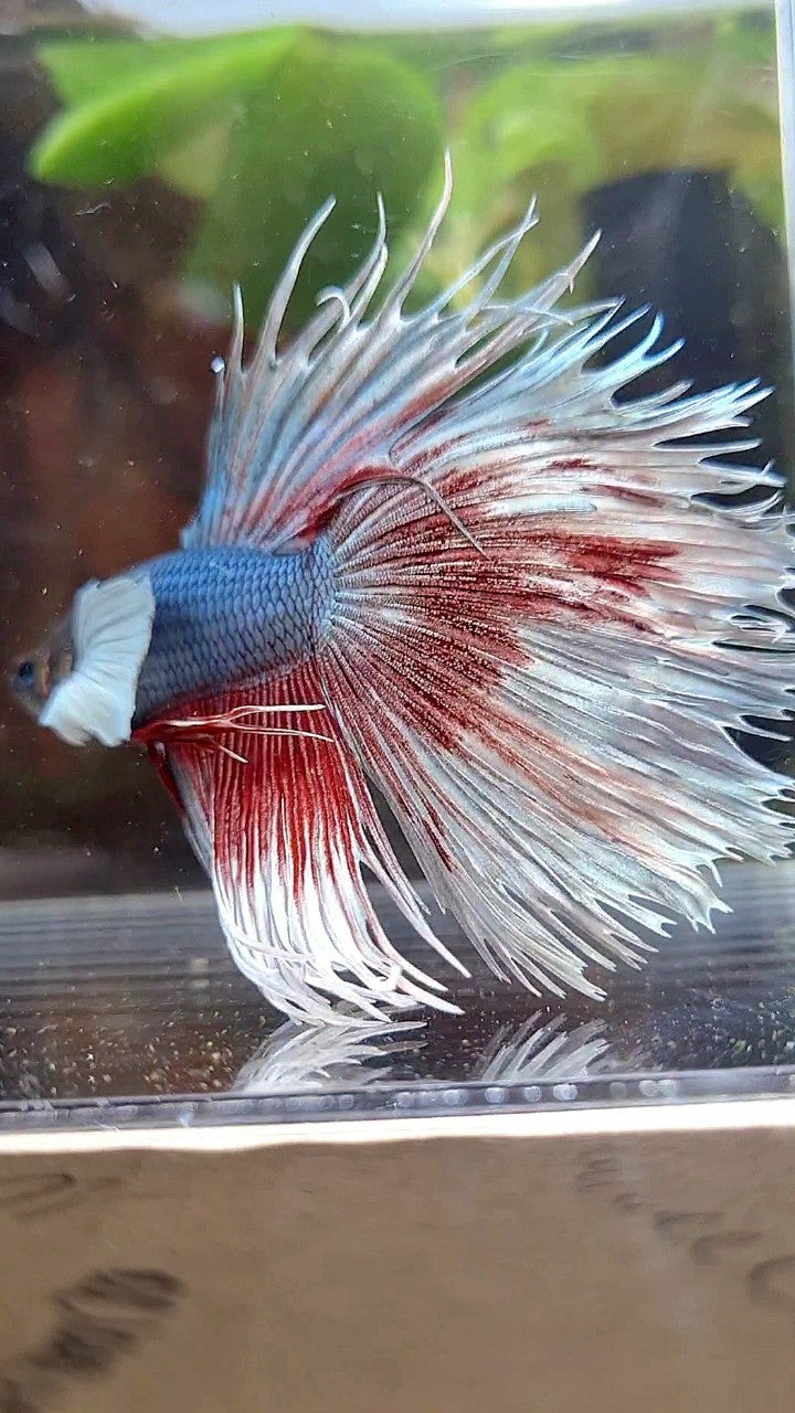 CROWNTAIL DUMBO EAR COPPER BETTA FISH