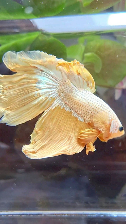 HALFMOON ROSETAIL YELLOW DRAGON BETTA FISH