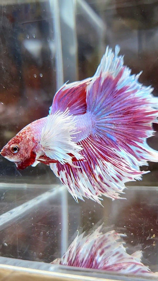 HALFMOON DUMBO EAR PURPLE BUTTERFLY BETTA FISH