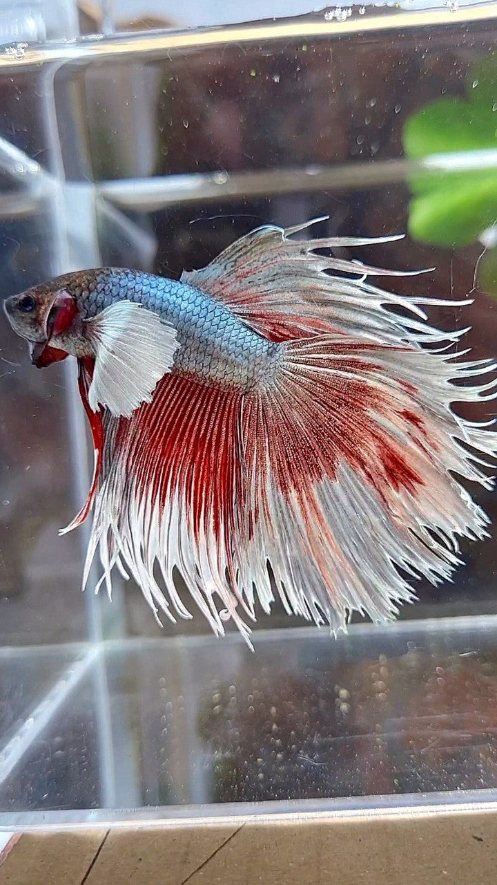 CROWNTAIL DUMBO EAR COPPER BETTA FISH
