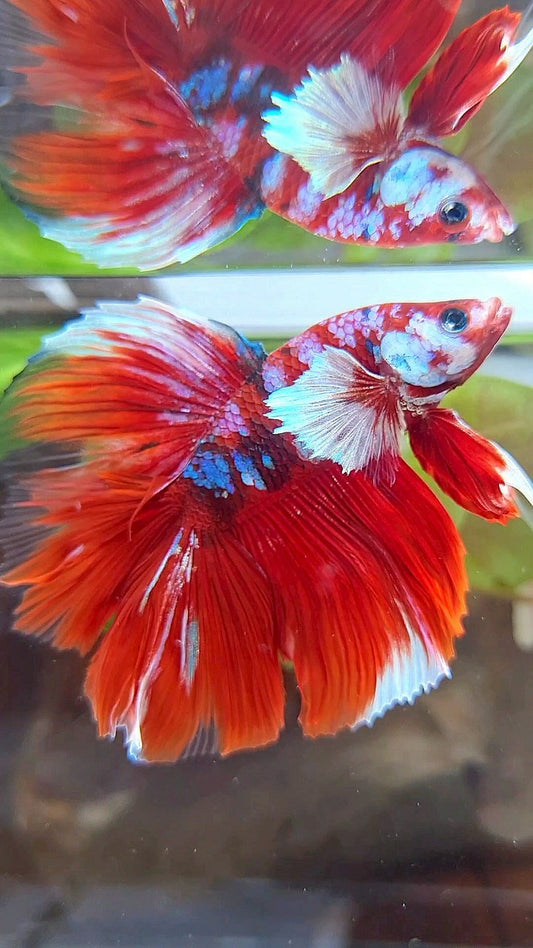HALFMOON DOUBLE TAIL BIG EAR BARONGSAI RED WHITE GALAXY MULTICOLOR BETTA FISH