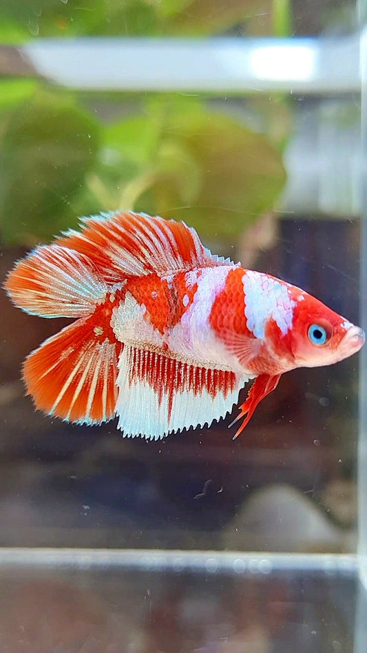 FEMALE HALFMOON DOUBLE TAIL BARONGSAI SNOW RED GALAXY MULTICOLOR BETTA FISH