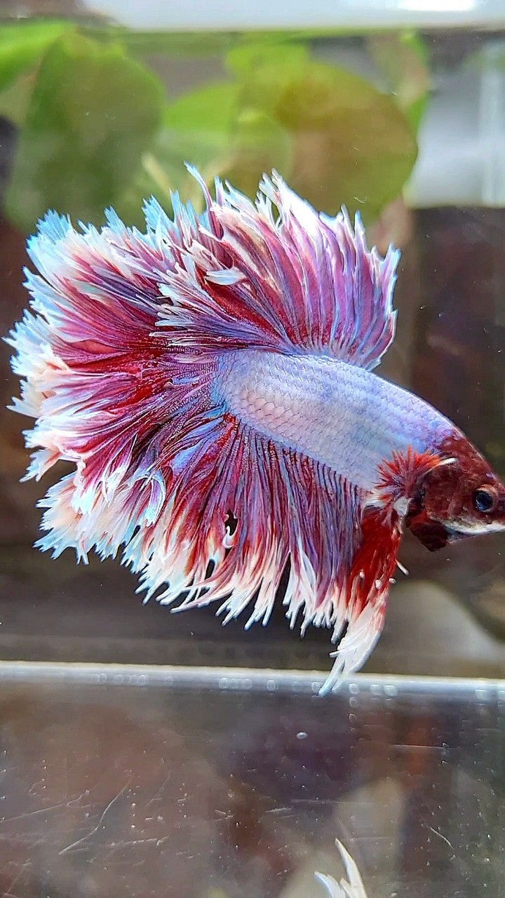 HALFMOON CROWNTAIL FEATHER TAIL PURPLE BUTTERFLY BETTA FISH
