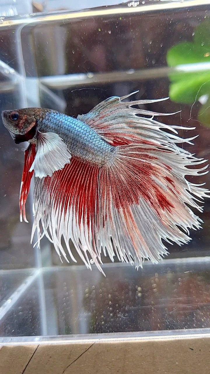 CROWNTAIL DUMBO EAR COPPER BETTA FISH