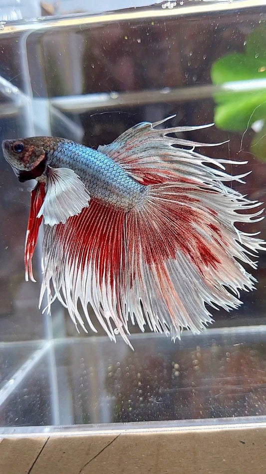 CROWNTAIL DUMBO EAR COPPER BETTA FISH