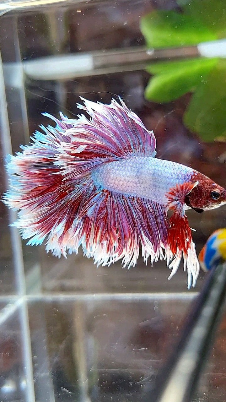 HALFMOON CROWNTAIL FEATHER TAIL PURPLE BUTTERFLY BETTA FISH