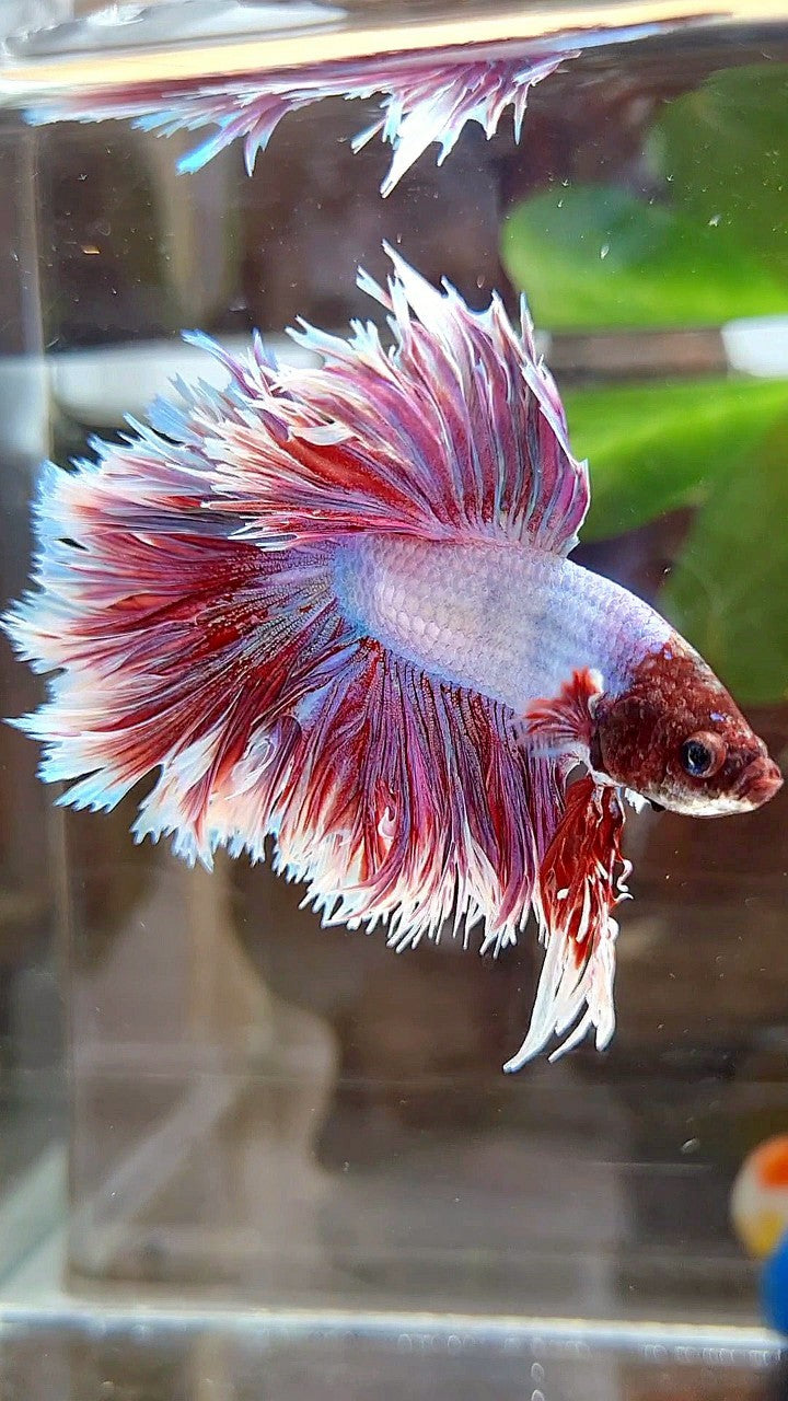 HALFMOON CROWNTAIL FEATHER TAIL PURPLE BUTTERFLY BETTA FISH