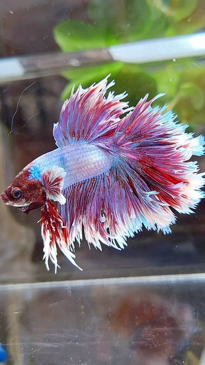 HALFMOON CROWNTAIL FEATHER TAIL PURPLE BUTTERFLY BETTA FISH
