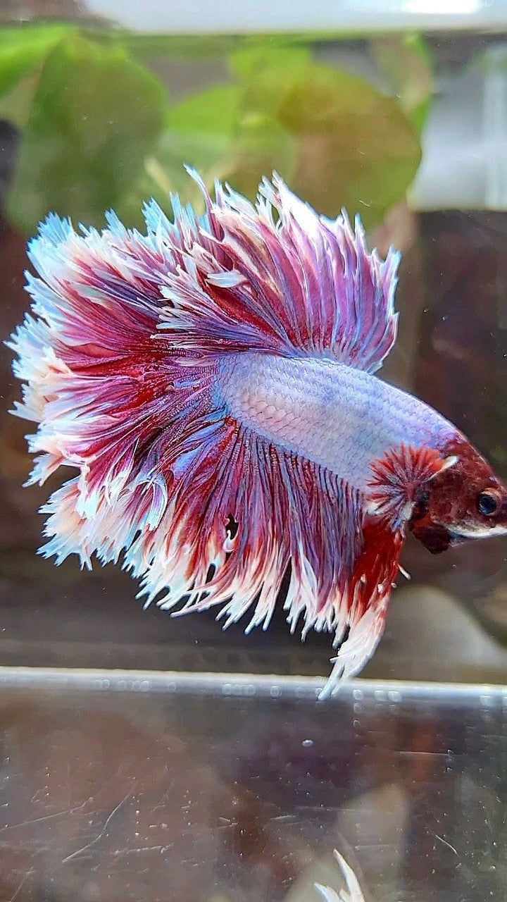 HALFMOON CROWNTAIL FEATHER TAIL PURPLE BUTTERFLY BETTA FISH