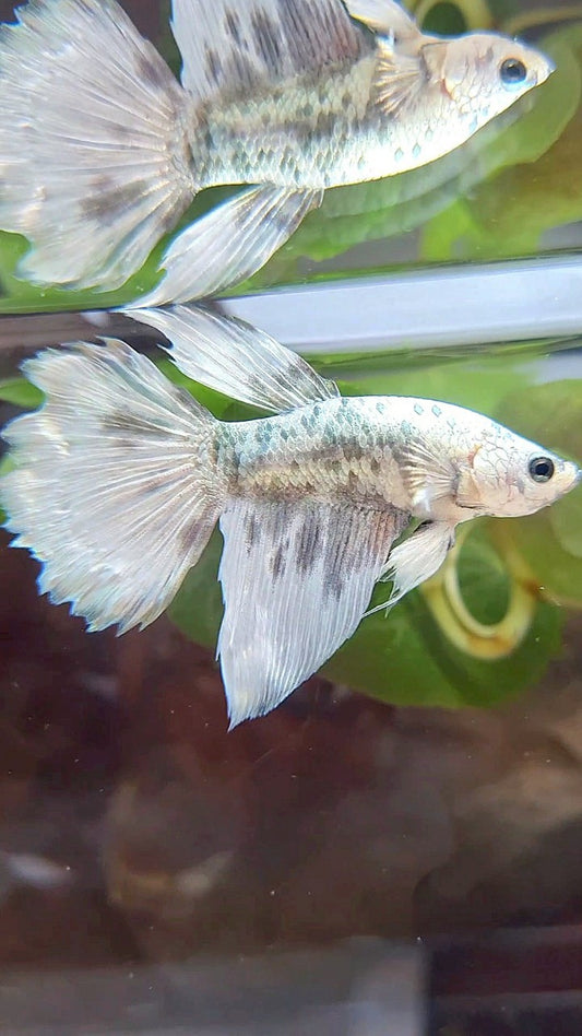 HALFMOON WHITE COPPER DOTS MARBLE BETTA FISH