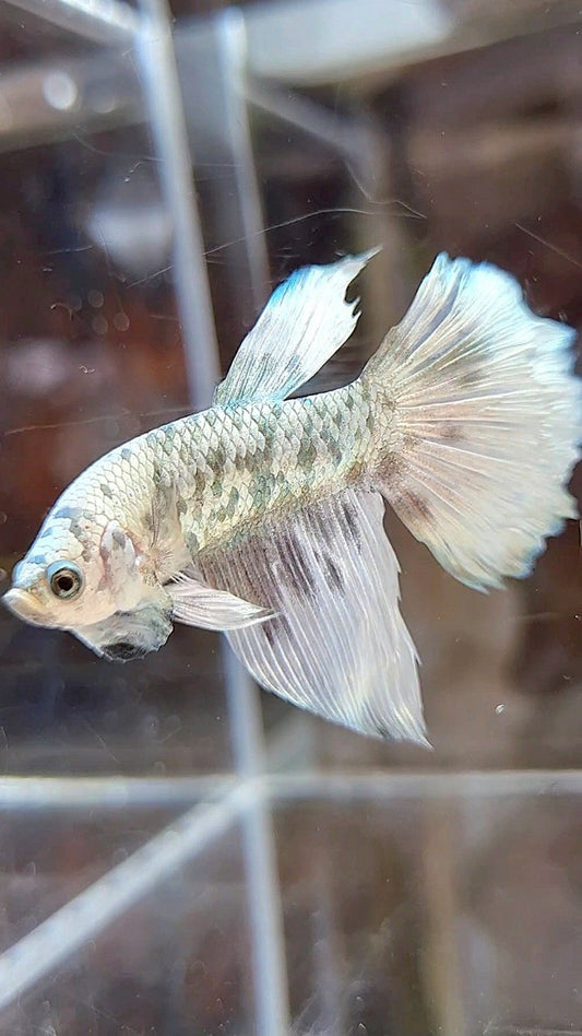 HALFMOON WHITE COPPER DOTS MARBLE BETTA FISH