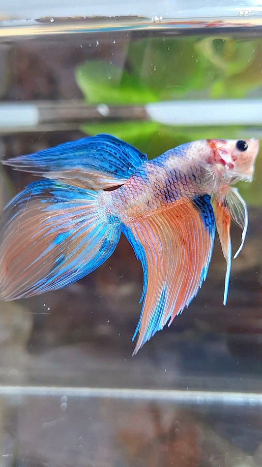 VEILTAIL ORANGE KOI MULTICOLOR BETTA FISH