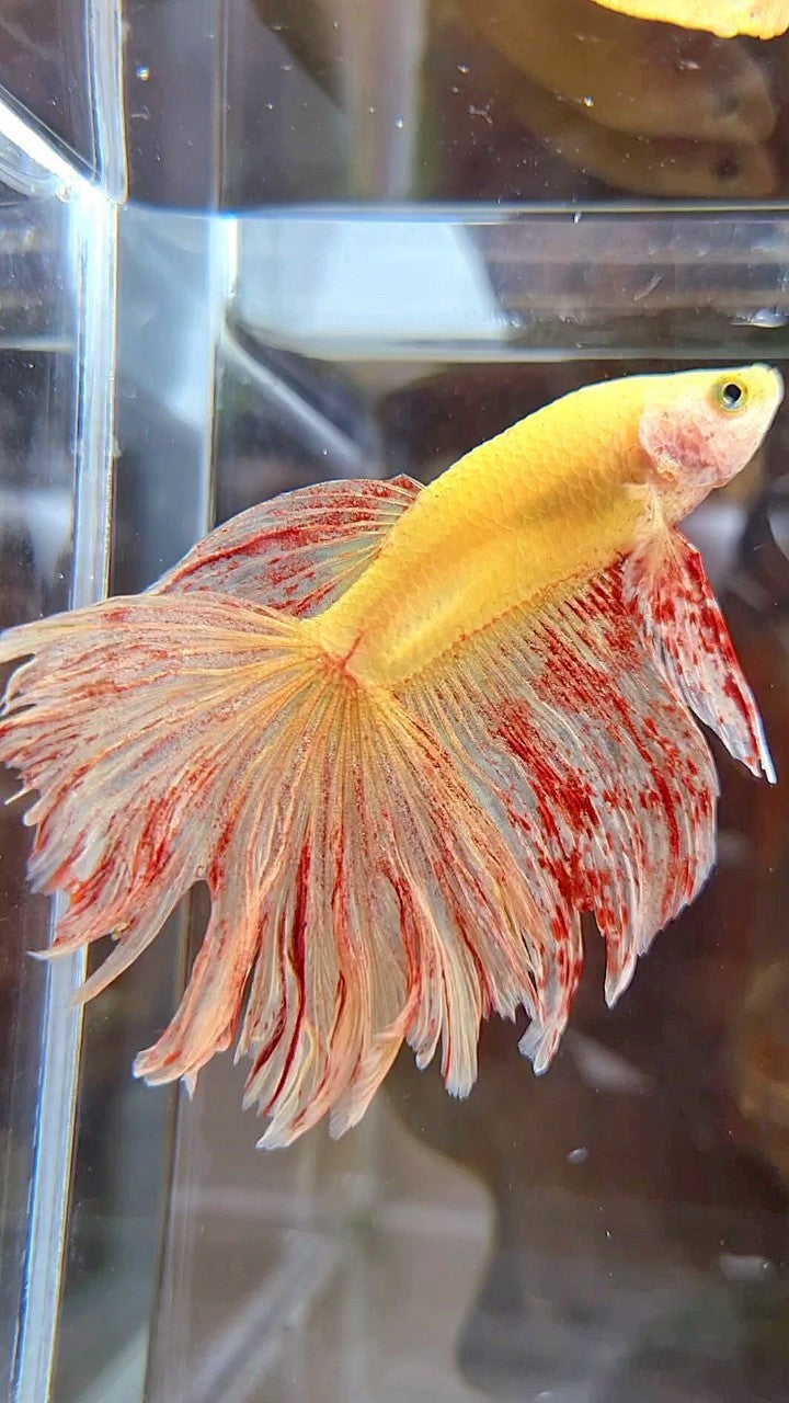 HALFMOON ROSETAIL SUPER VANDA YELLOW BETTA FISH