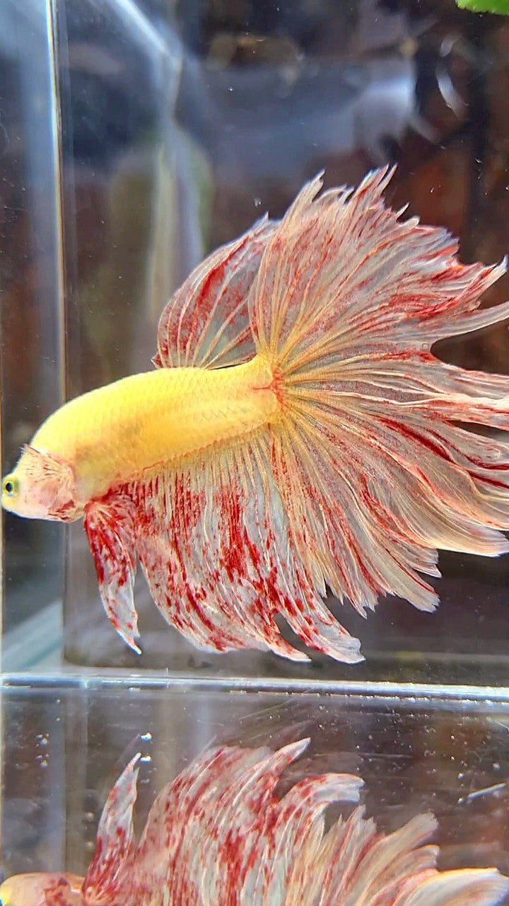 HALFMOON ROSETAIL SUPER VANDA YELLOW BETTA FISH