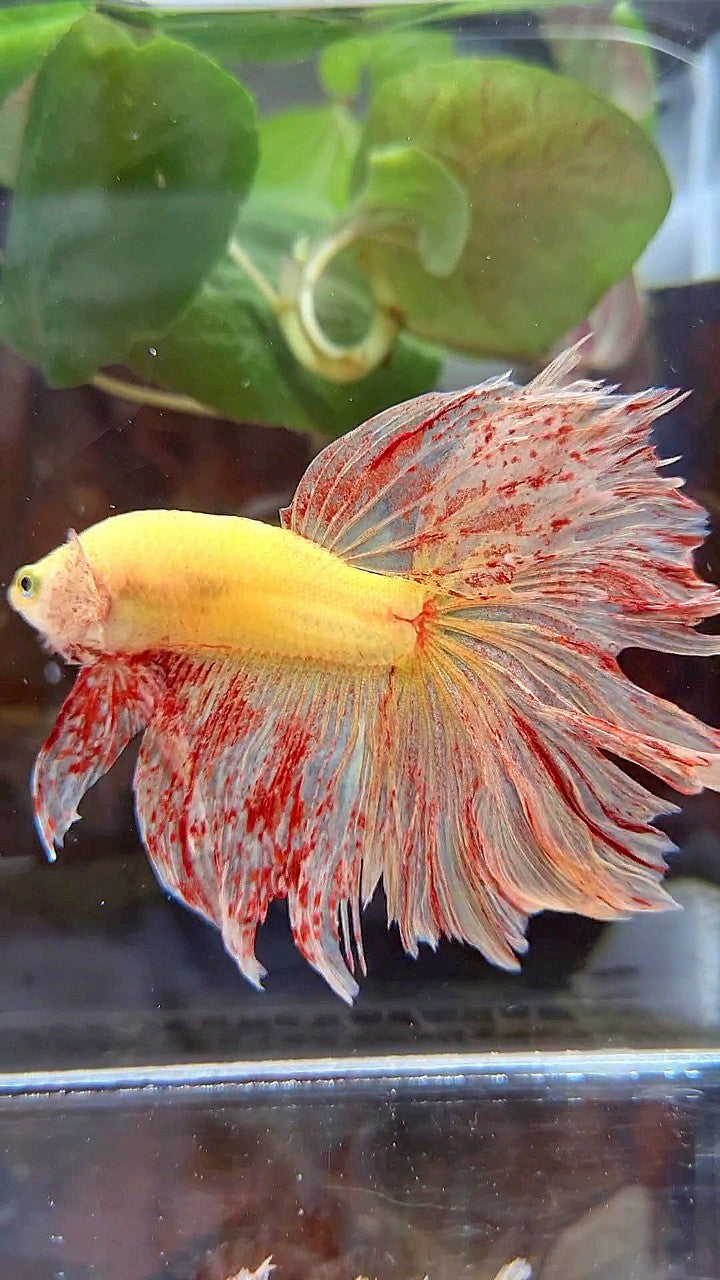 HALFMOON ROSETAIL SUPER VANDA YELLOW BETTA FISH