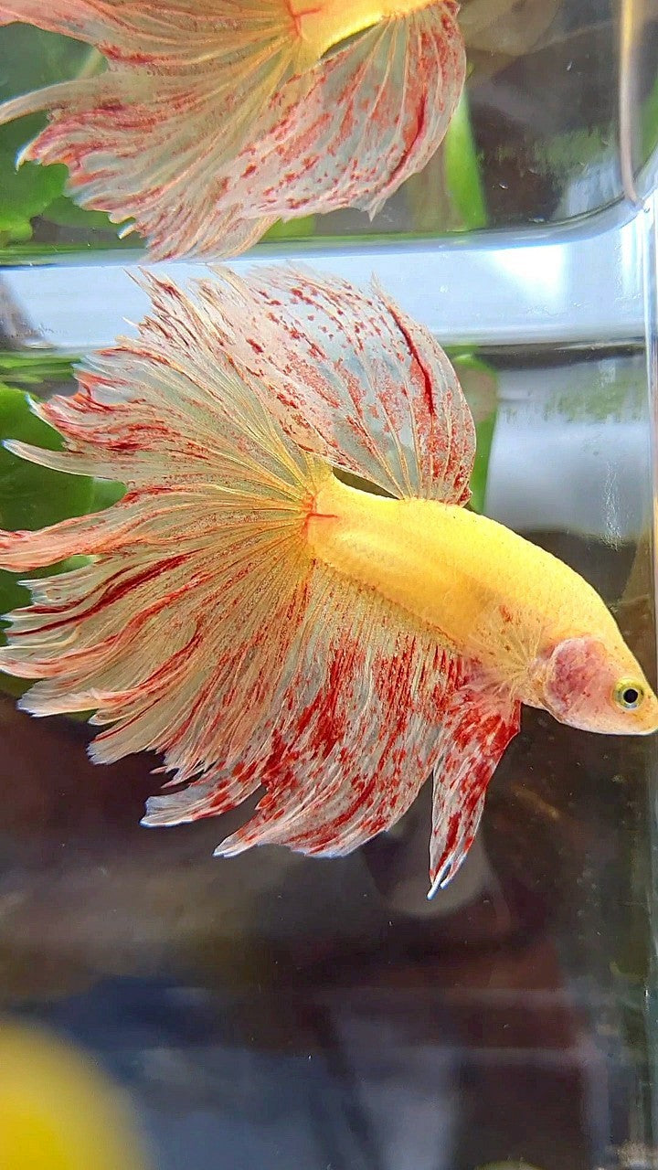 HALFMOON ROSETAIL SUPER VANDA YELLOW BETTA FISH