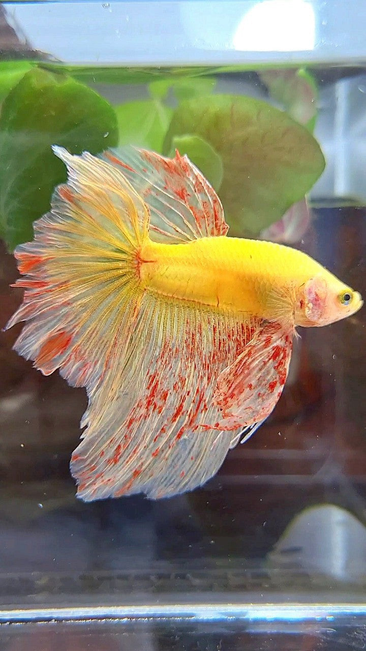 HALFMOON ROSETAIL SUPER VANDA YELLOW BETTA FISH