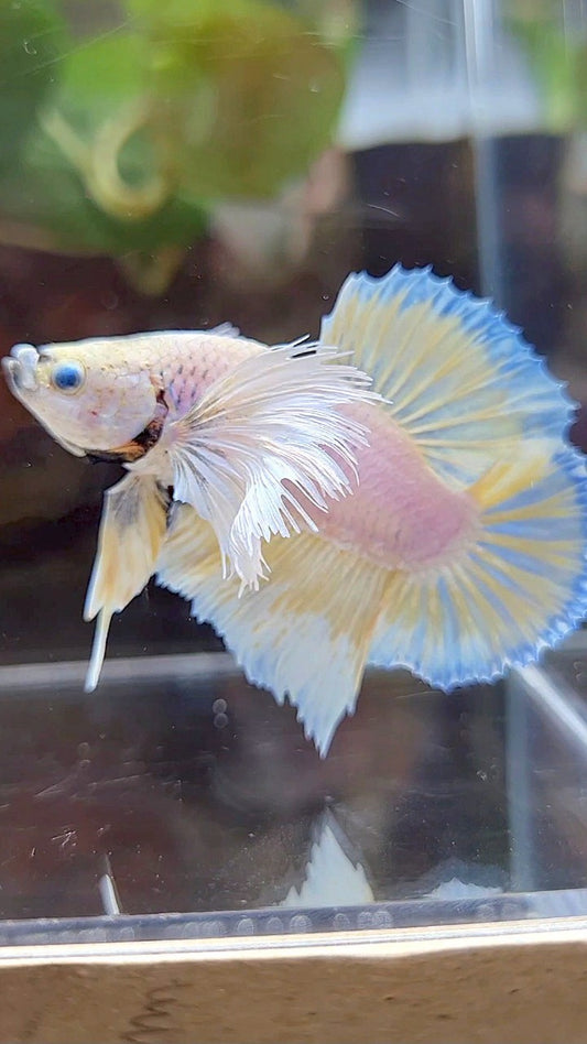 PLAKAT SUPER DUMBO EAR WHITE YELLOW BETTA FISH