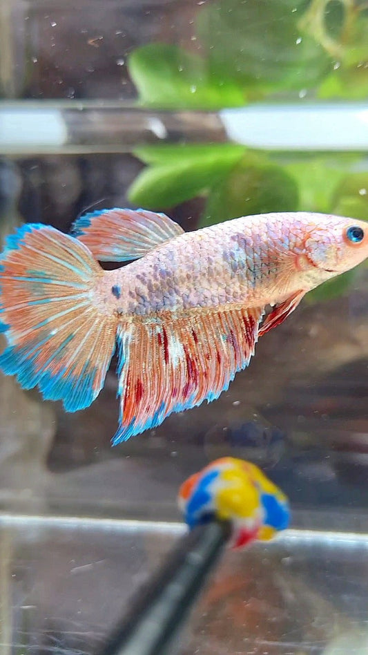FEMALE HALFMOON FANCY BLUE ORANGE ARMAGEDDON BETTA FISH