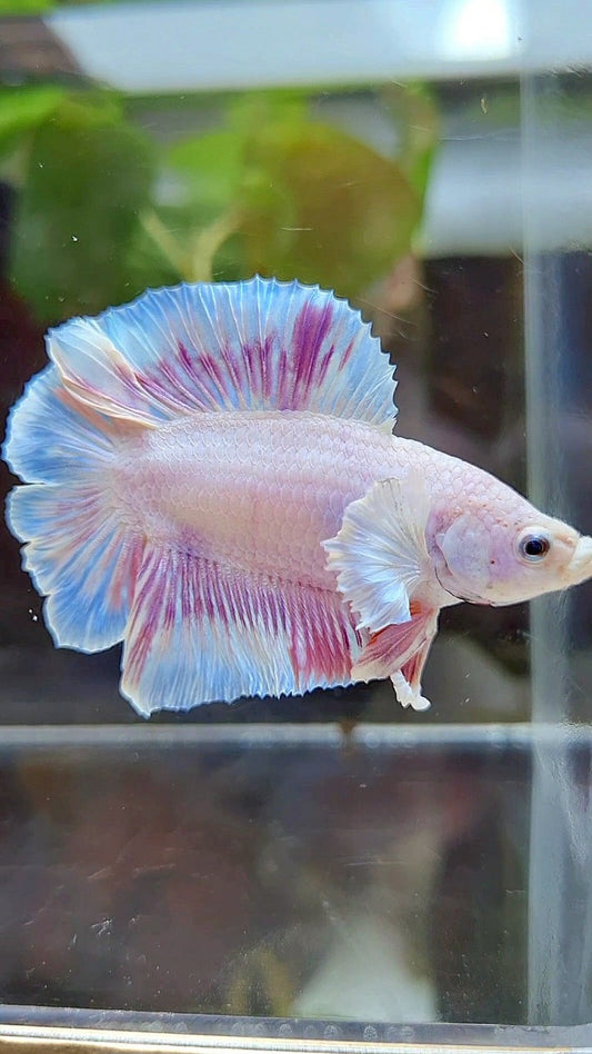 PLAKAT DOUBLE TAIL DUMBO EAR WHITE PINKWASH BETTA FISH