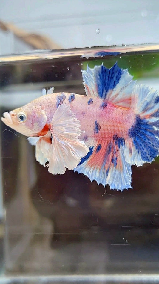 PLAKAT DUMBO EAR WHITE ORANGE CANDY MULTICOLOR BETTA FISH