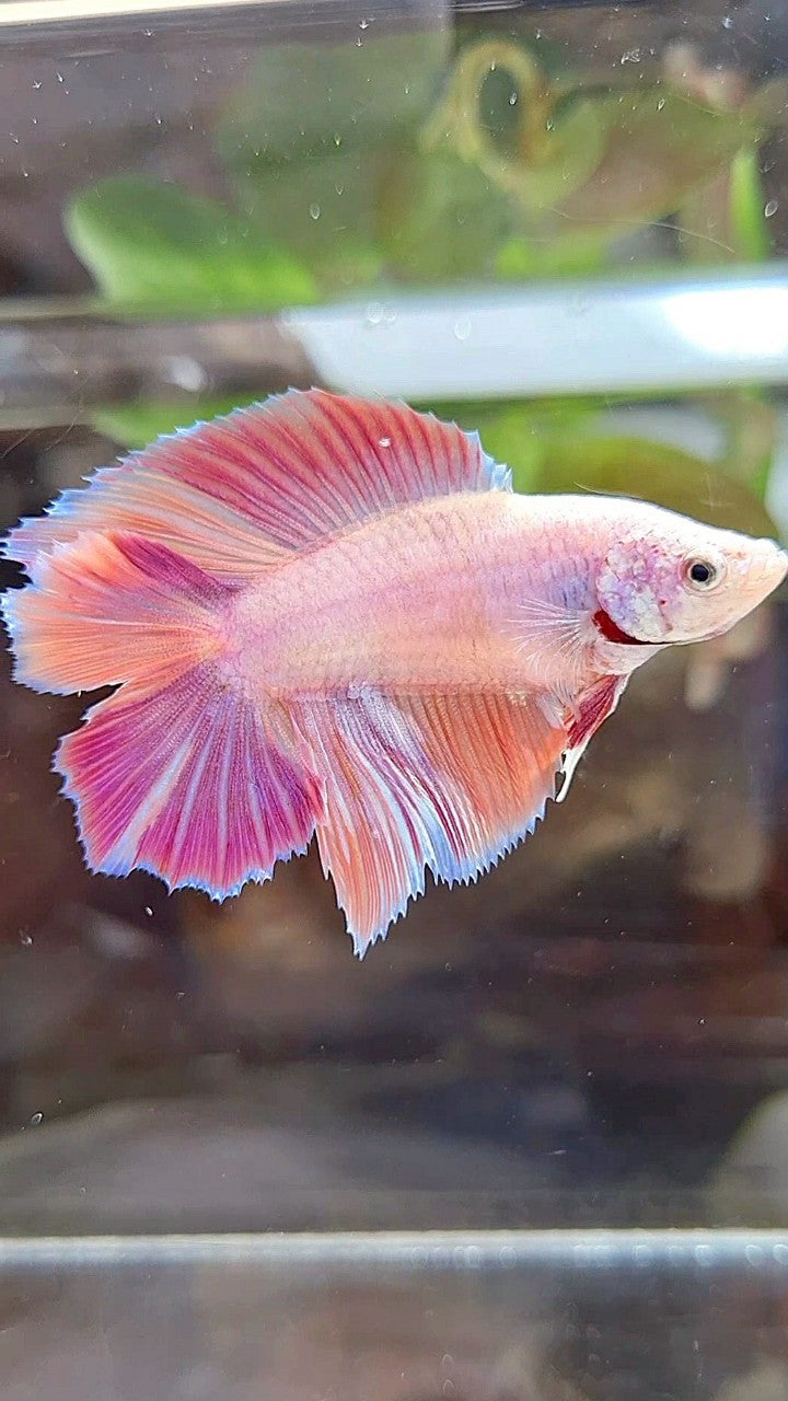 FEMALE HALFMOON DOUBLE TAIL PINK ORANGE CANDY MULTICOLOR BETTA FISH
