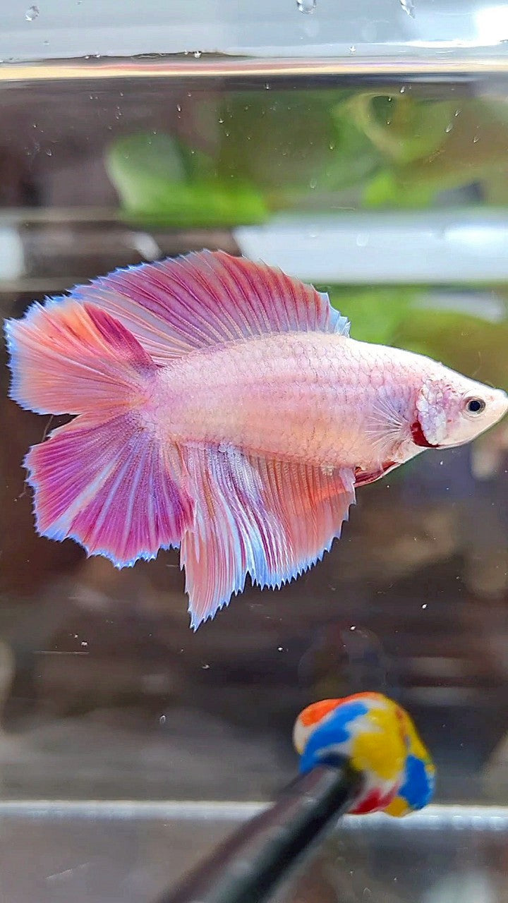 FEMALE HALFMOON DOUBLE TAIL PINK ORANGE CANDY MULTICOLOR BETTA FISH