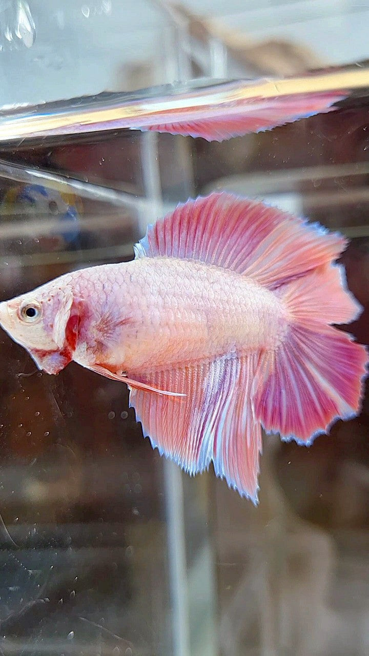FEMALE HALFMOON DOUBLE TAIL PINK ORANGE CANDY MULTICOLOR BETTA FISH