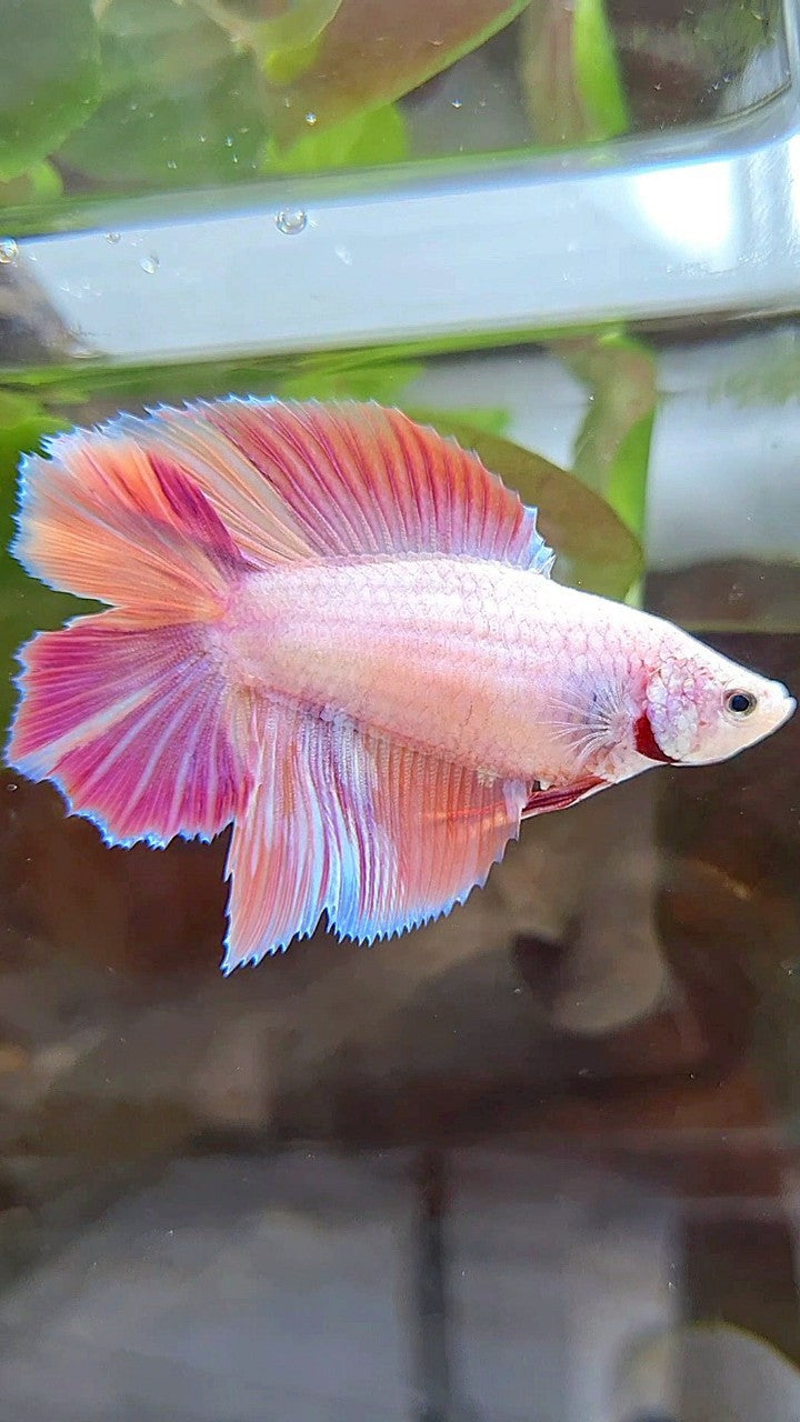 FEMALE HALFMOON DOUBLE TAIL PINK ORANGE CANDY MULTICOLOR BETTA FISH