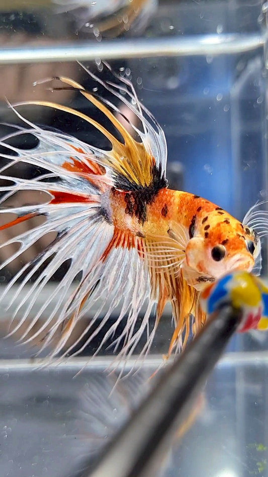 CROWNTAIL YELLOW KOI FANCY WHITE MULTICOLOR BETTA FISH