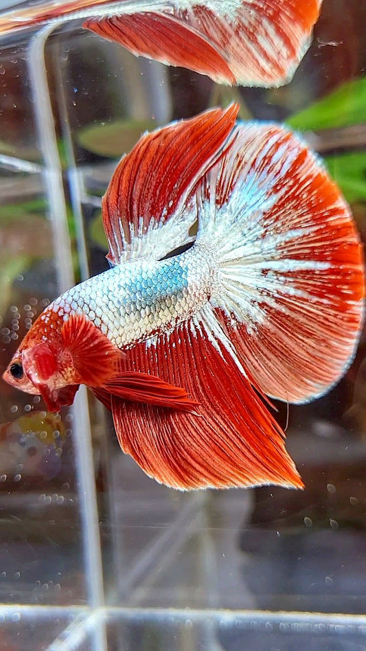 HALFMOON RED FCCP COPPER BETTA FISH
