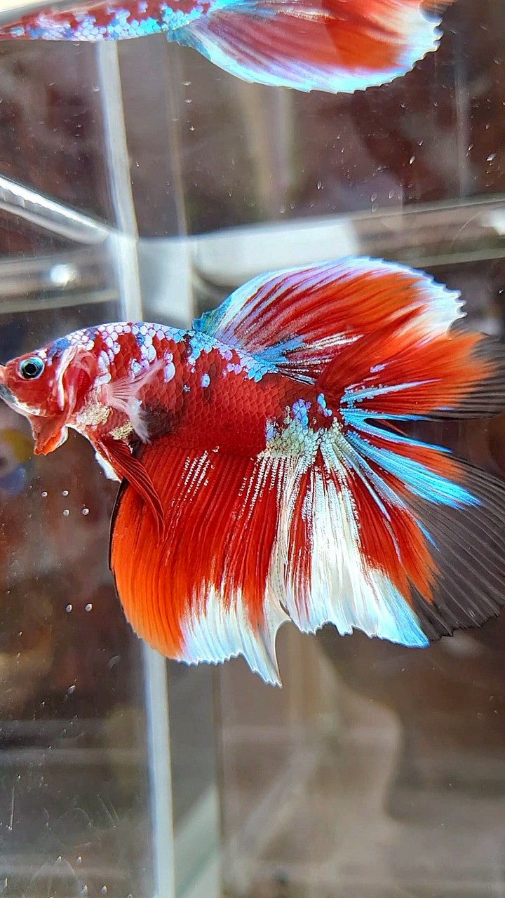 HALFMOON DOUBLE TAIL BARONGSAI RED GALAXY MULTICOLOR BETTA FISH