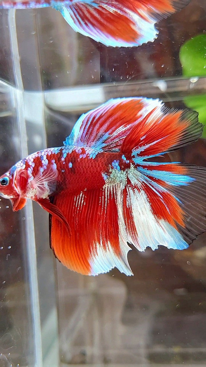 HALFMOON DOUBLE TAIL BARONGSAI RED GALAXY MULTICOLOR BETTA FISH