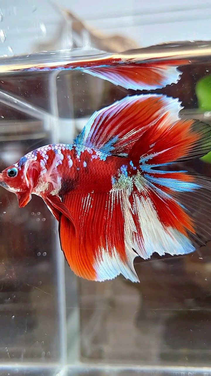 HALFMOON DOUBLE TAIL BARONGSAI RED GALAXY MULTICOLOR BETTA FISH