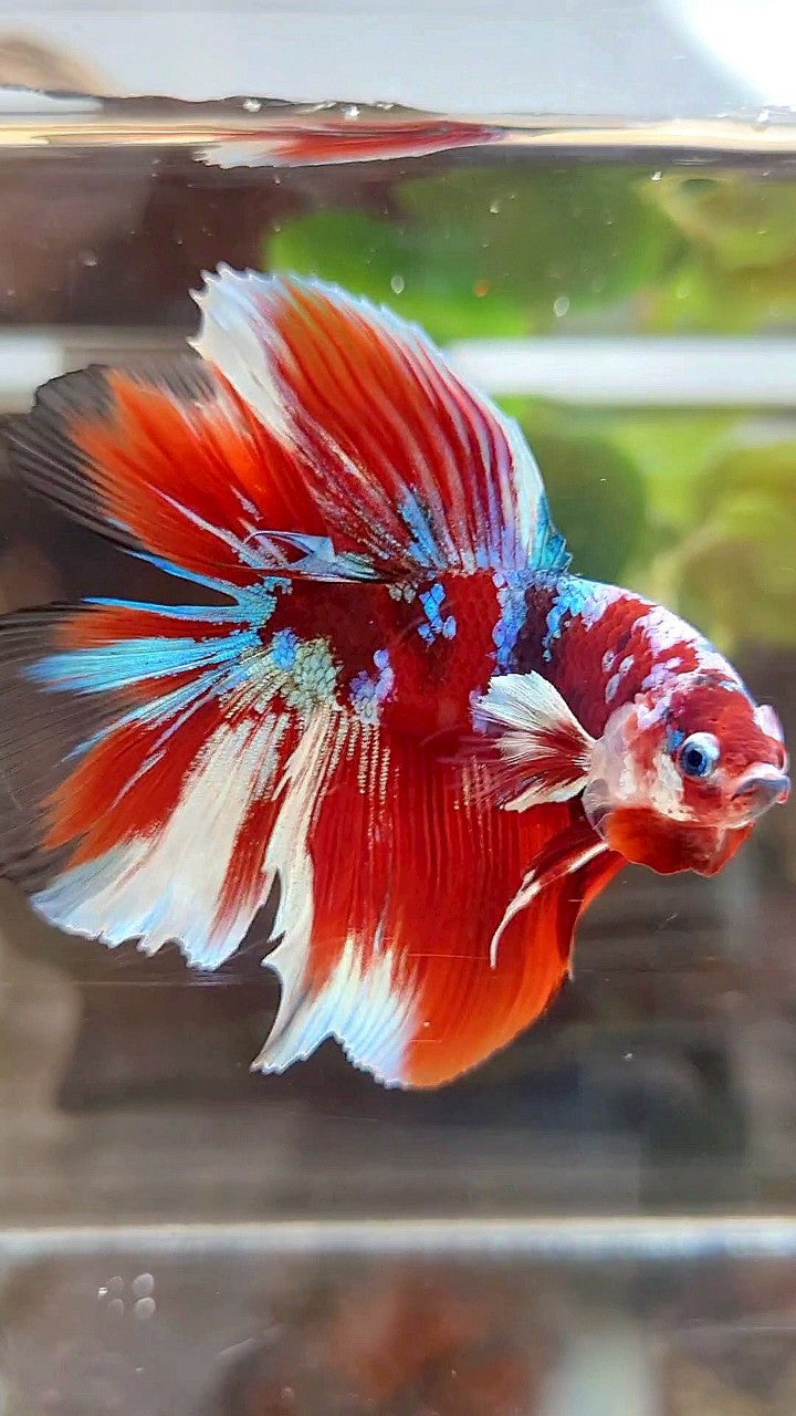 HALFMOON DOUBLE TAIL BARONGSAI RED GALAXY MULTICOLOR BETTA FISH