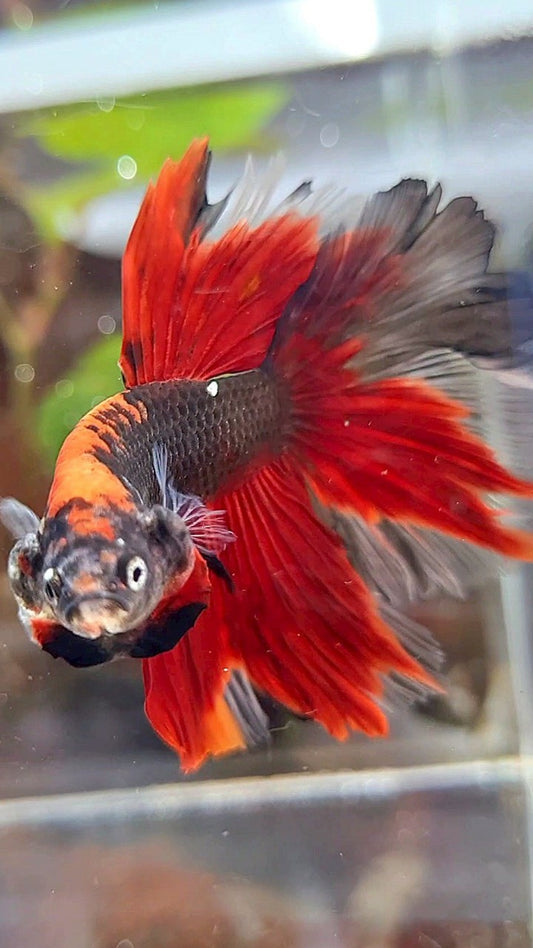 HALFMOON ROSETAIL KOI TIGER MULTICOLOR BETTA FISH