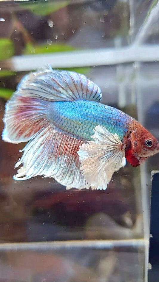 HALFMOON DUMBO EAR BLUE GREEN METTALIC BETTA FISH