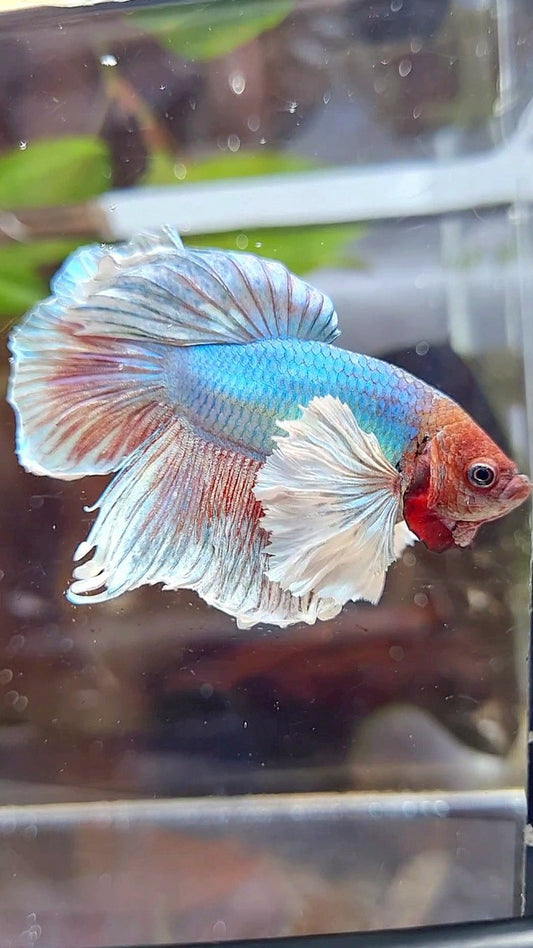 HALFMOON DUMBO EAR BLUE GREEN METTALIC BETTA FISH