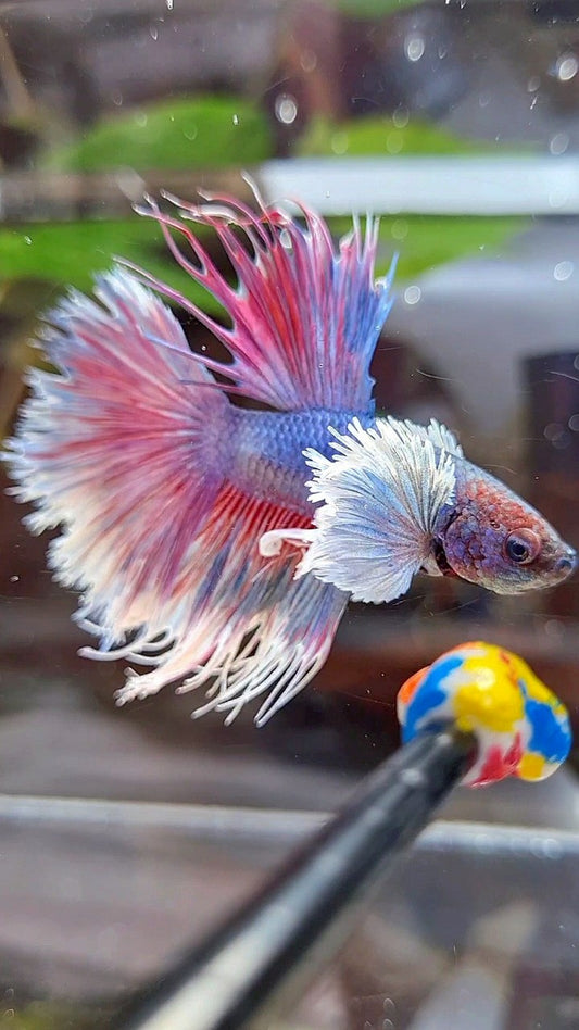 CROWNTAIL HALFSUN DUMBO EAR PURPLE BETTA FISH