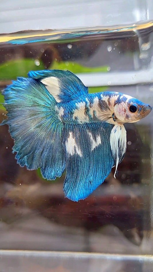 HALFMOON ROSETAIL BLUE DOTS MARBLE BETTA FISH