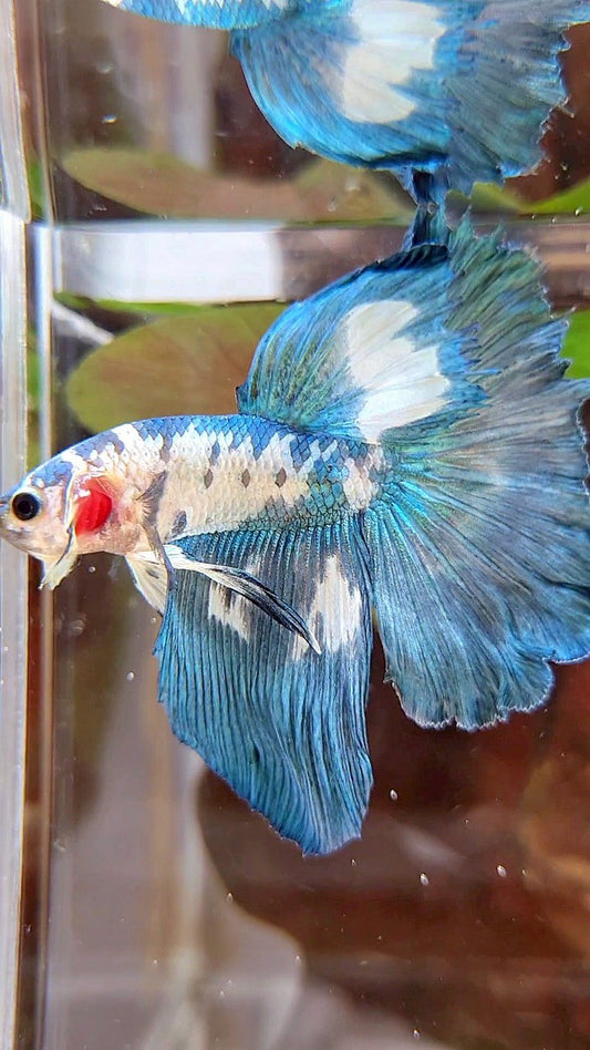 HALFMOON ROSETAIL BLUE DOTS MARBLE BETTA FISH