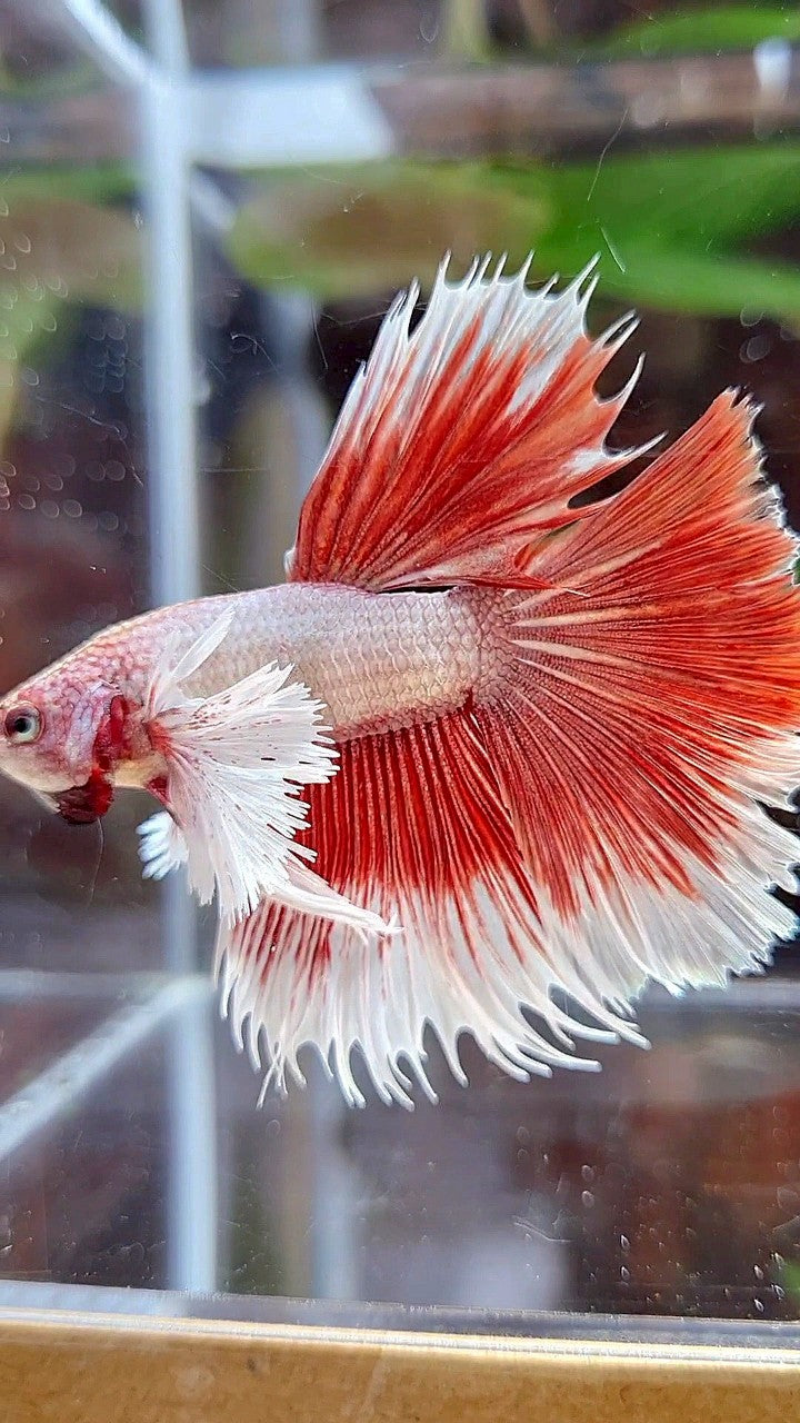 HALFMOON DUMBO EAR RED BETTA FISH