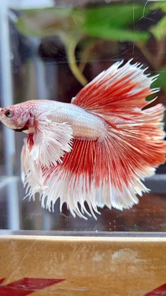 HALFMOON DUMBO EAR RED BETTA FISH