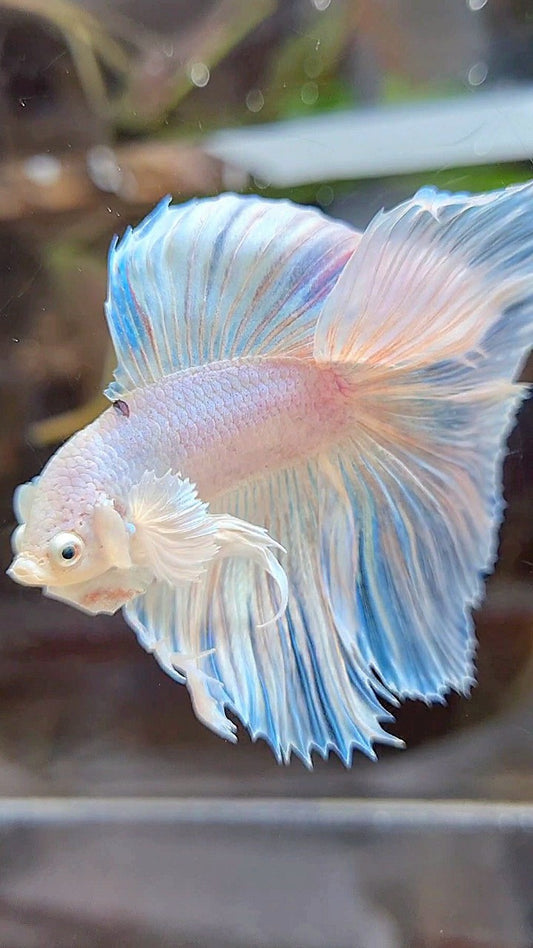 HALFMOON DOUBLE TAIL DUMBO EAR WHITE UNICORN BETTA FISH