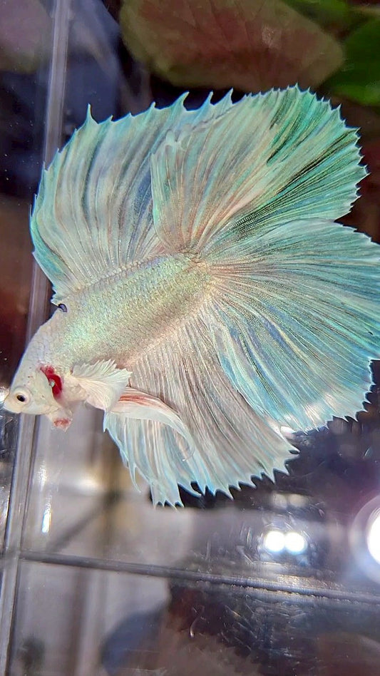 HALFMOON DOUBLE TAIL DUMBO EAR WHITE UNICORN BETTA FISH