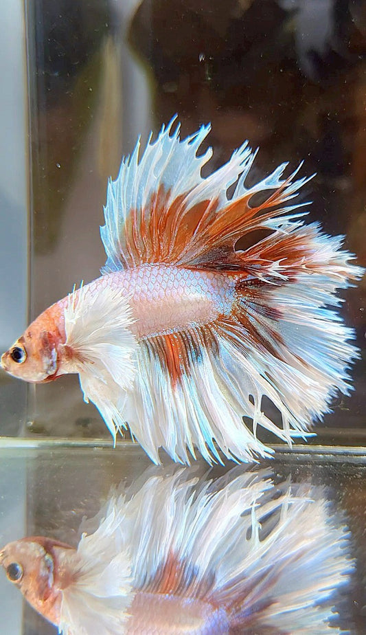 HALFMOON DOUBLE TAIL DUMBO EAR CROWNTAIL WHITE ORANGE MULTICOLOR BETTA FISH