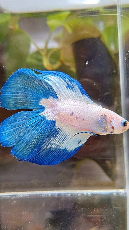 HALFMOON DOUBLE TAIL BLUE RIM PATTERN BETTA FISH