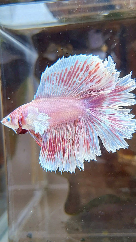HALFMOON DUMBO EAR DOUBLE TAIL WHITE PINK WASH BETTA FISH