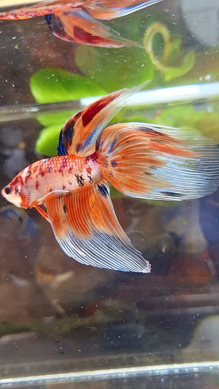 VEILTAIL ORANGE NEMO TIGER MULTICOLOR BETTA FISH